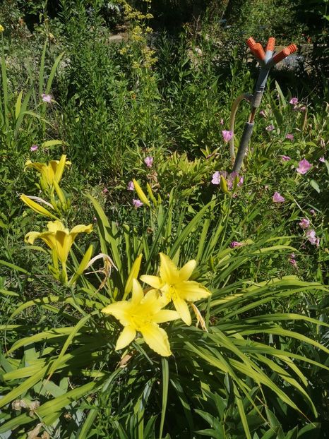  - hemerocallis 2023