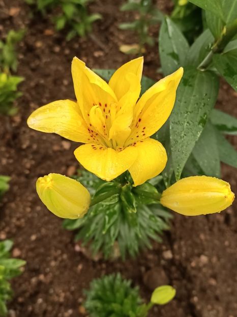 Img.2023.07.01 - Calendarul