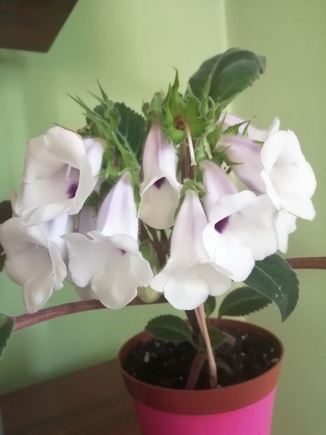  - Siningia Pedra Lisa