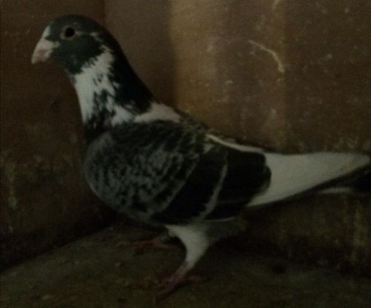 BONTE KWEKER - KEVIN - Boogaard van Buuren nepot din EVELYN locul 1 internațional BARCELONA 2011