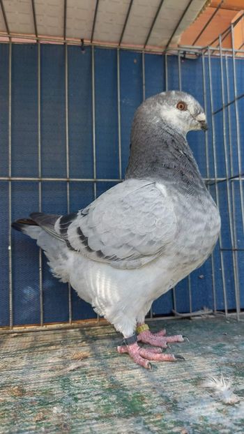 M 2023 - Tineret 2023