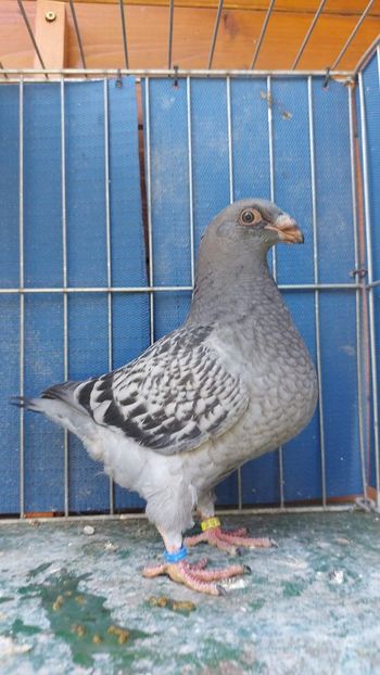 F 2023 - Tineret 2023