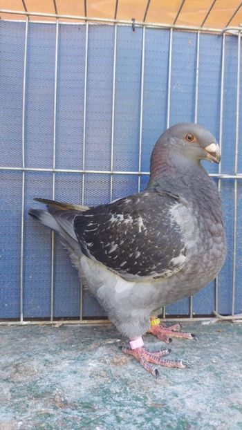 M 2023 - Tineret 2023