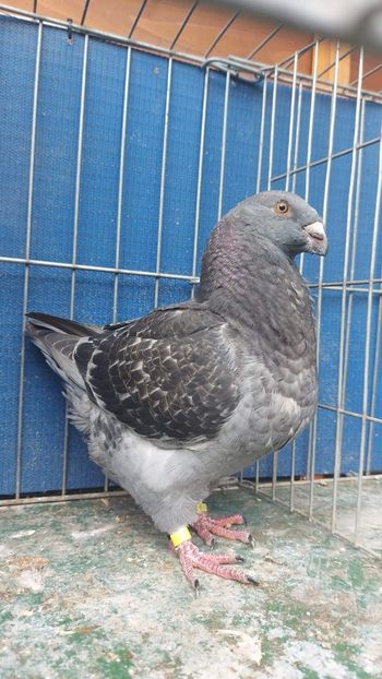 M 2023 - Tineret 2023