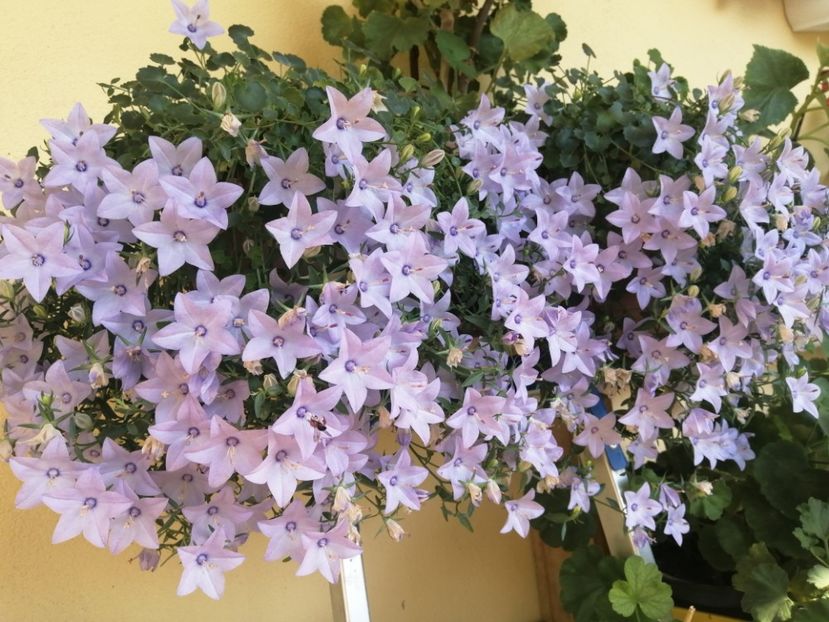  - Campanula