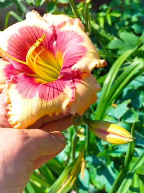 IMG20230703095747 - Iulie 2023