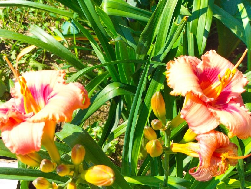 IMG20230703095736 - Iulie 2023