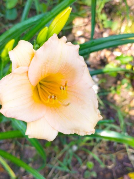 IMG20230703095411 - Iulie 2023