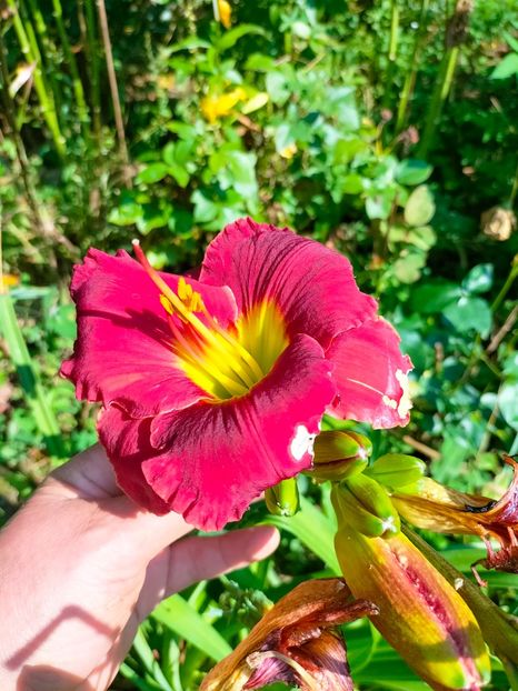 IMG20230703095206 - Iulie 2023