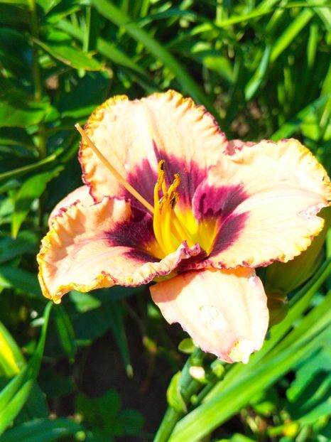 IMG20230703095740 - Iulie 2023