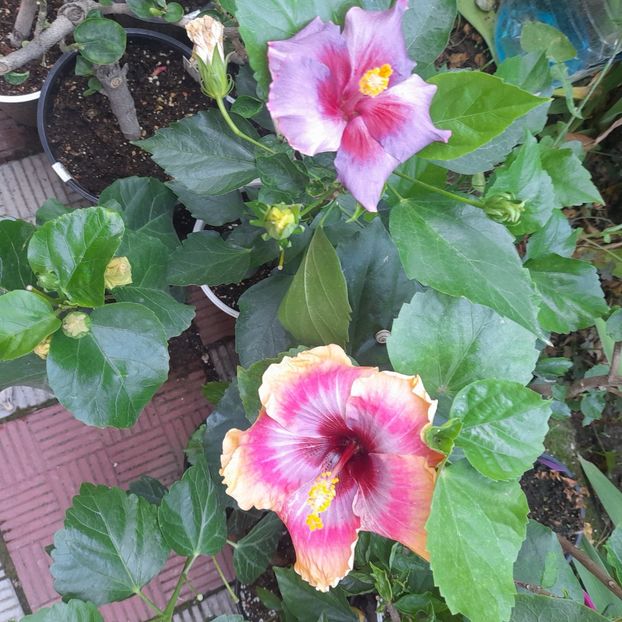 03.07.2023 - HIBISCUSI 2023-1