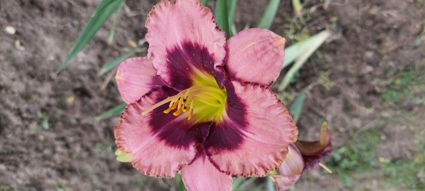 Nr 5 stoc zero - Hemerocallis Crin de o zi