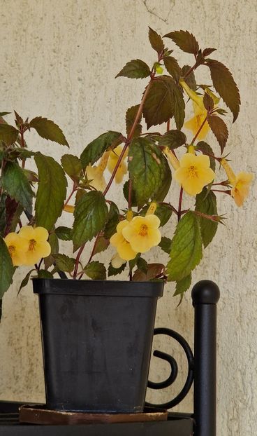  - Yellow Beauty p