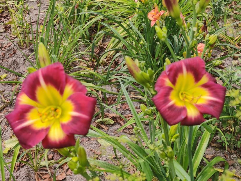  - Hemerocallisi