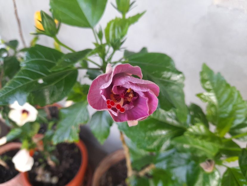  - Hibiscusi 2020 2022 2023