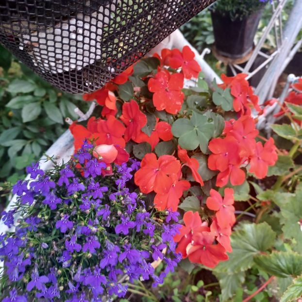  - Impatiens sau sporul casei 2023