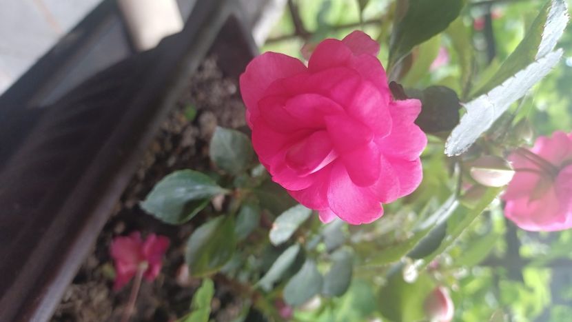  - Impatiens sau sporul casei 2023