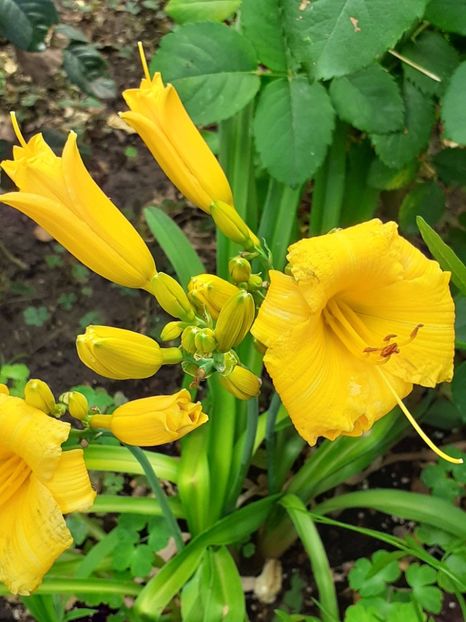  - 0001 HEMEROCALLIS - DELPHINUM