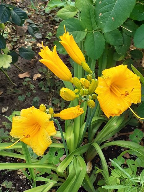  - 0001 HEMEROCALLIS - DELPHINUM