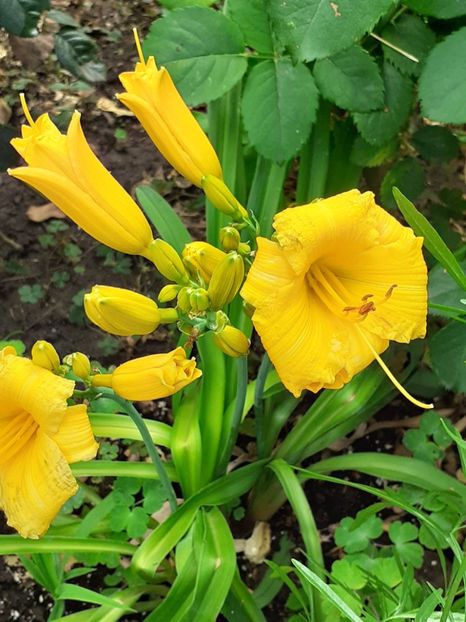  - 0001 HEMEROCALLIS - DELPHINUM