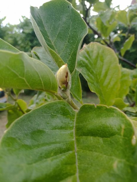 3.07 - magnolia a doua inflorire - gradina 2023