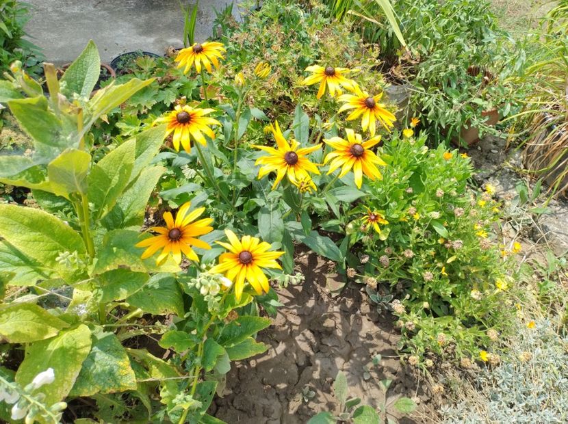  - Flori de gradina-2023