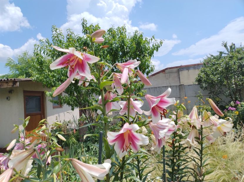  - Flori de gradina-2023