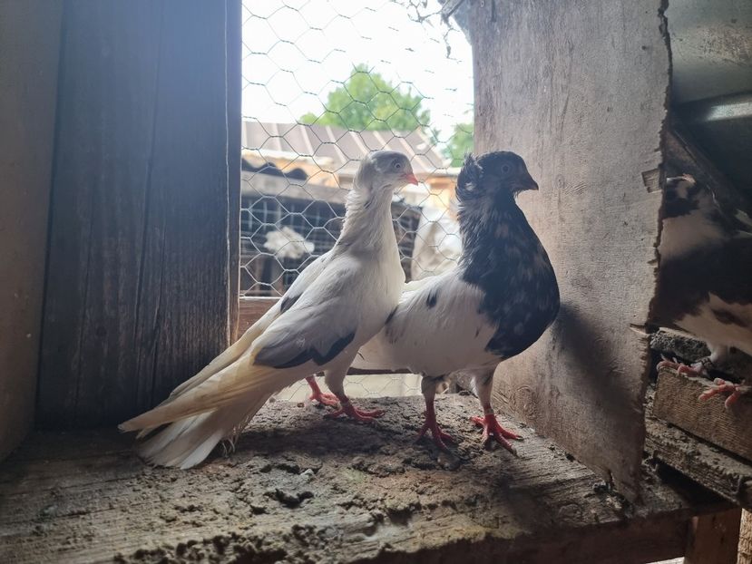  - 5-Jucatori de Amara