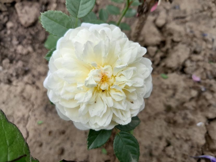 Claire A. - Primul bobocel și prima floricică mult așteptată