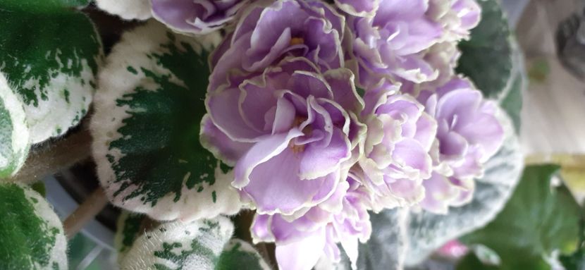  - Buckeye Saucy Irish