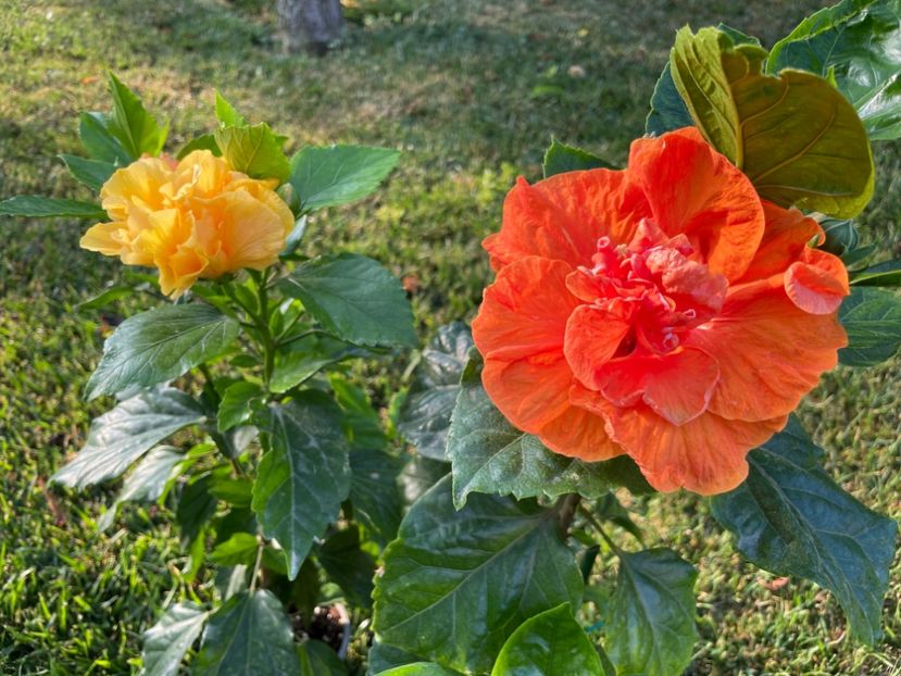 C510592D-4ED6-412E-A262-D90D8C7CB429 - x-HD 1290 - pierdut