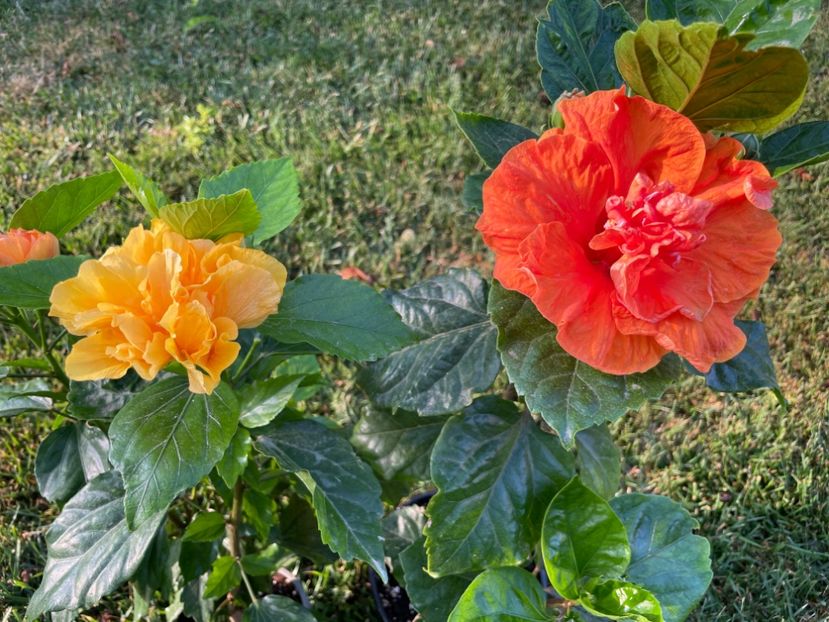 87731F12-EF26-4F35-80BF-71C5AB5A653B - x-HD 1290 - pierdut