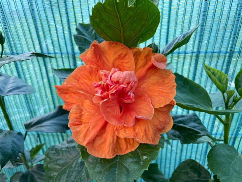 D724913C-20AE-4D32-90C0-54A14BB42C4F - x-HD 1290 - pierdut