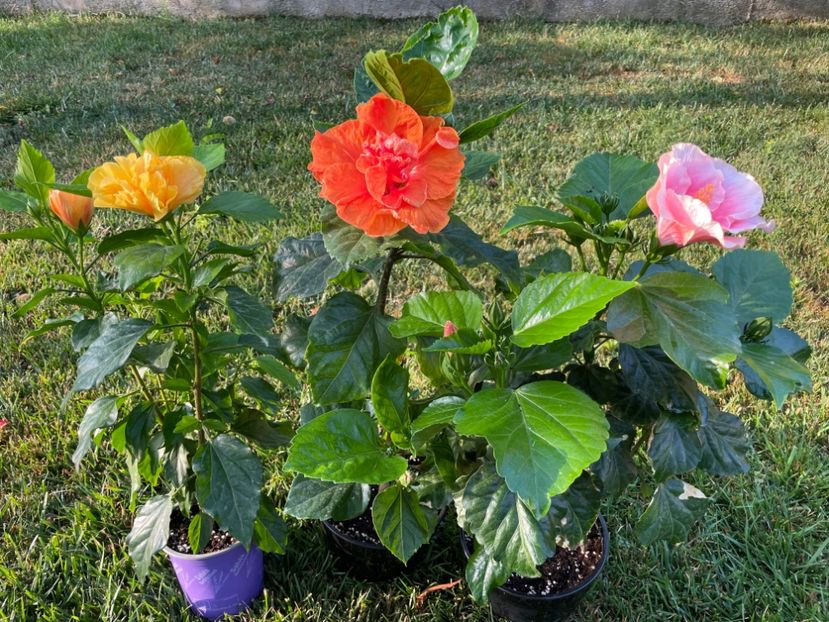 ED11BEC1-C8DE-489C-AAC4-1EA9A38B4D79 - 001 - Hibiscusi