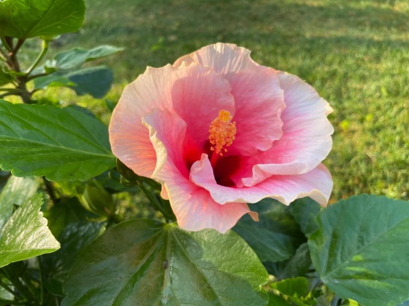 E70D9C5C-545B-422F-81EA-7FE7761A0D27 - 001 - Hibiscusi