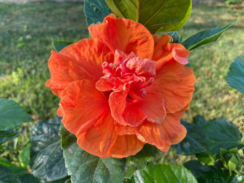 2D90986B-199D-48BA-B60F-3A50C7368AB8 - 001 - Hibiscusi