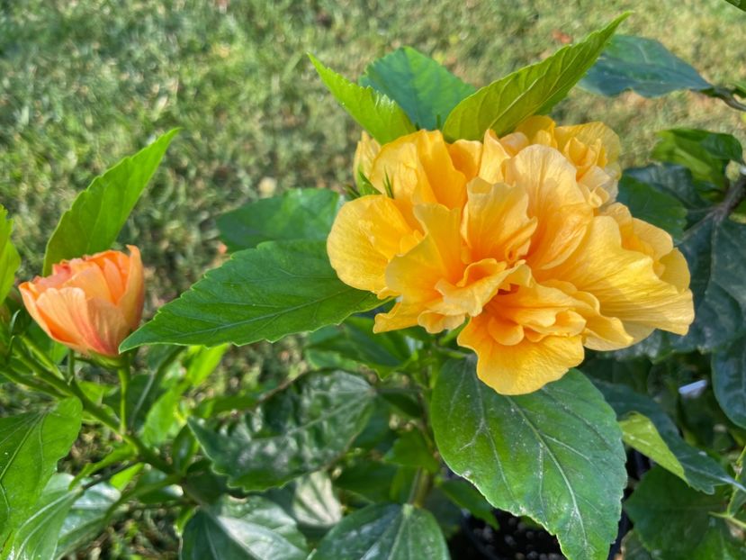 036651FF-2FF8-497F-A9F6-B80741A00A31 - 001 - Hibiscusi