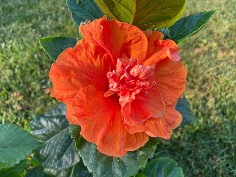 4F7EC65D-79A0-4982-8EC0-C1EF38347E88 - 001 - Hibiscusi