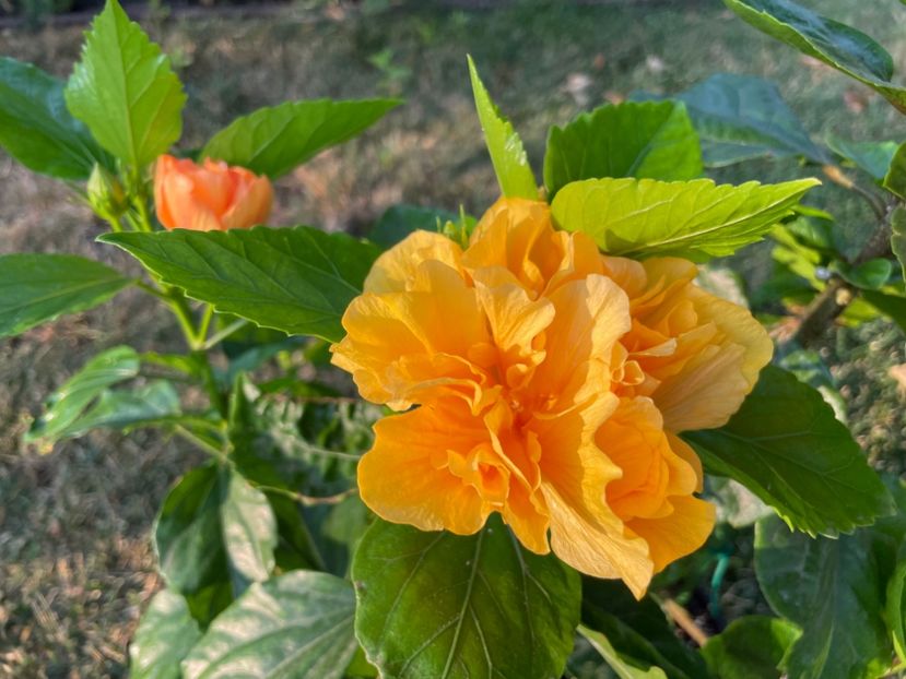 15381513-3414-4AA0-A2E1-7ECE8995451B - 001 - Hibiscusi