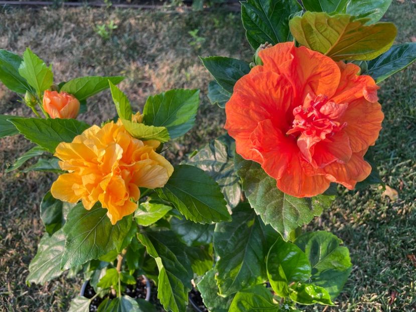 7DCEC267-9233-438B-8FF8-637BB7CA2EA8 - 001 - Hibiscusi