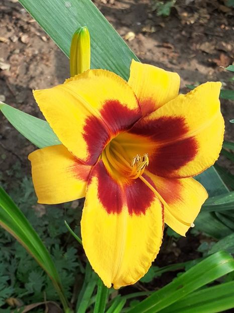  - 0001 HEMEROCALLIS - DELPHINUM
