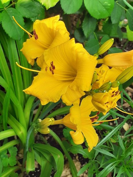  - 0001 HEMEROCALLIS - DELPHINUM