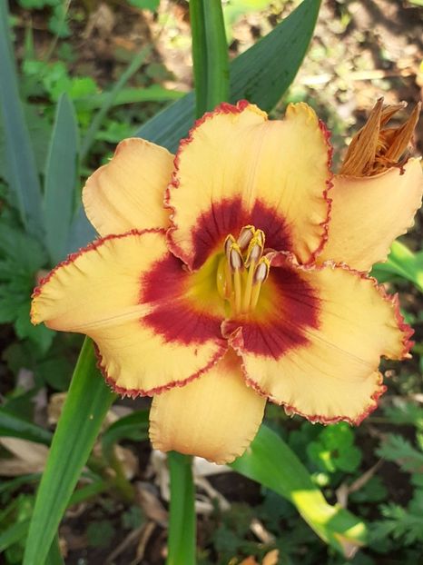  - 0001 HEMEROCALLIS - DELPHINUM