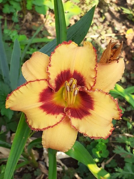  - 0001 HEMEROCALLIS - DELPHINUM