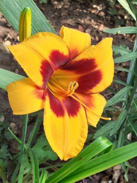  - 0001 HEMEROCALLIS - DELPHINUM