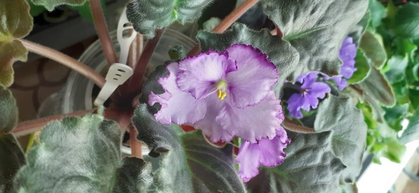  - Lyubimaya Doch -Fiica iubita