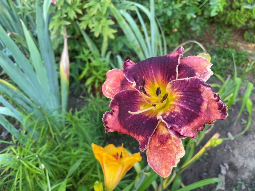 13711249-FA6D-438E-8206-8F183D23A222 - 0009 Hemerocalisi 2023 - 2024 -2025