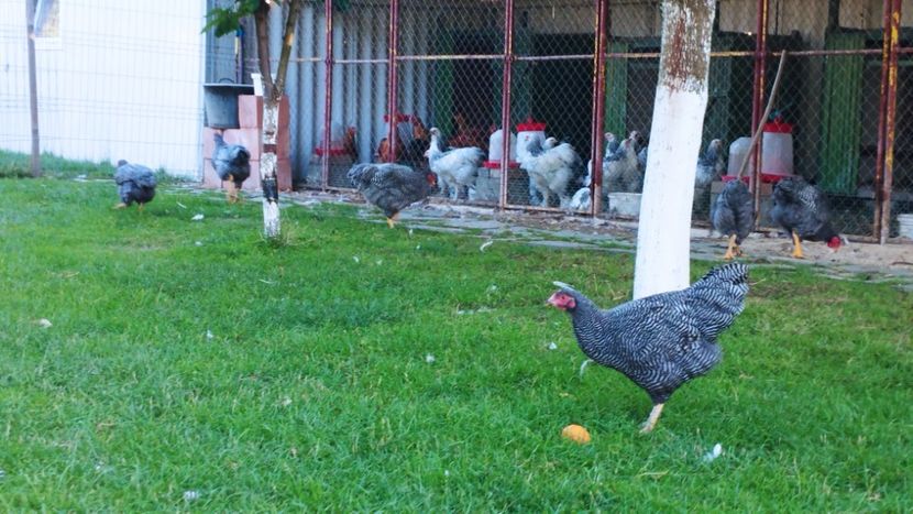  - G PLYMOUTH ROCK BARAT