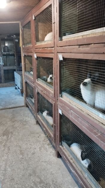  - A-IEPURI CALIFORNIENI