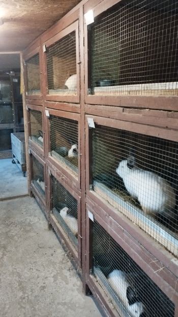  - A-IEPURI CALIFORNIENI